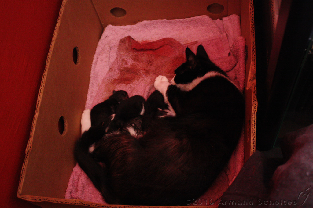 Nestje Kittens_001.jpg